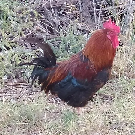 Makis דירה
